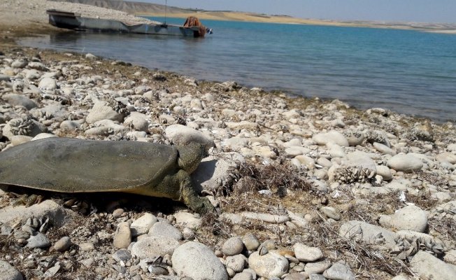 Nesli tükenme tehlikesindeki kaplumbağa balıkçı ağına takıldı
