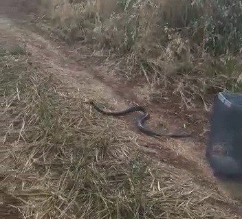 Odunluğa giren yılan yakalanarak doğaya salındı
