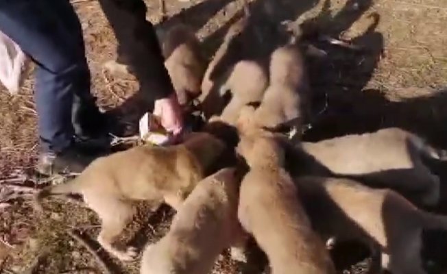 Aç kalan yavru köpekleri vatandaş besledi