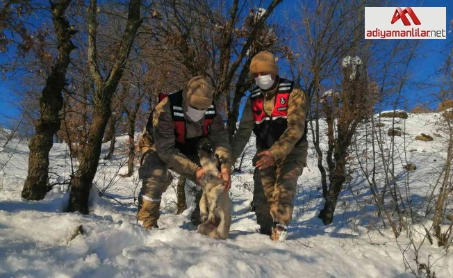 Jandarma donmak üzere olan köpeği kurtardı