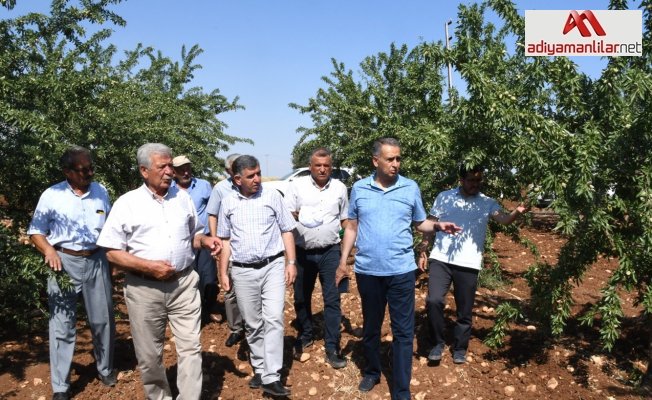 Vali Çuhadar, meyve fidanı üretim merkezini inceledi