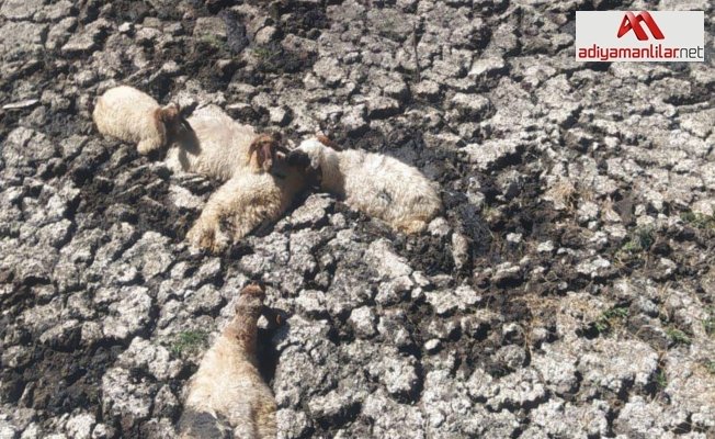 Kahta’da bataklığa saplanan koyunlar kurtarıldı