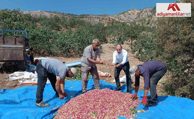 Tut Kaymakamı Erkut Pamuk, fıstık hasadına katıldı