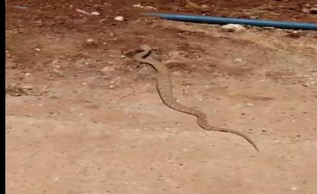 Adıyaman'da engerek yılanı görüldü - Videolu Haber 