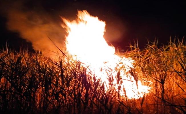Adıyaman’da sazlık alanda yangın - Videolu Haber 