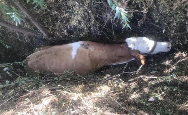 Bataklıkta mahsur kalan ineği AFAD ekipleri kurtardı