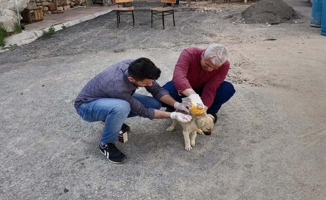 Çelikhan'da sokak hayvanları aşılama çalışması