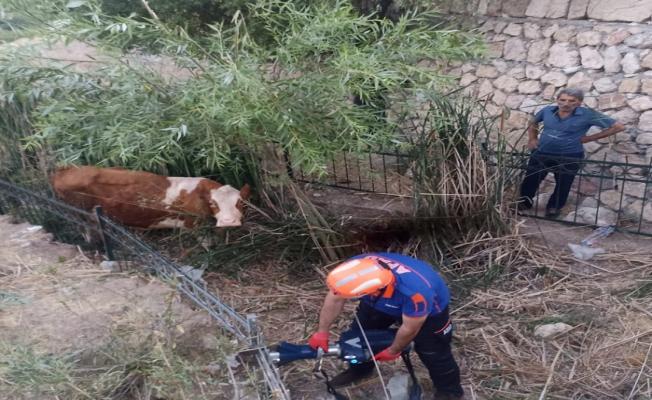 Dereye düşen inek AFAD ekipleri tarafından kurtarıldı - Videolu Haber 