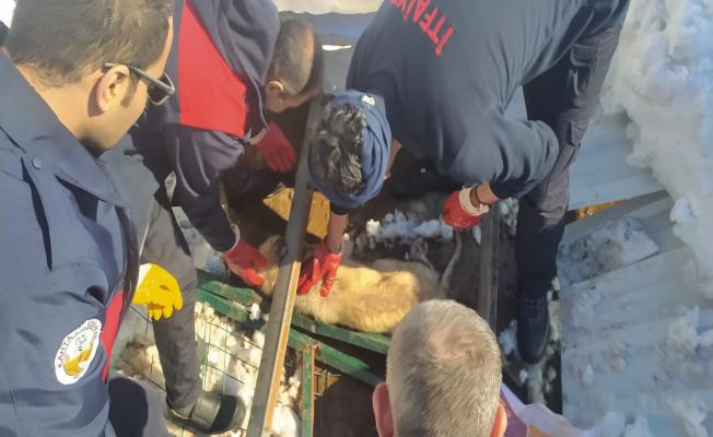 Kar nedeniyle çöken çatı altında kalan köpek kurtarıldı - Videolu Haber 