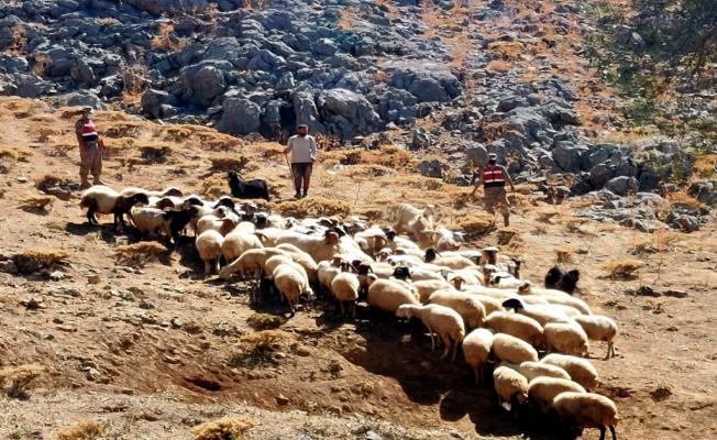 Kaybolan koyunları jandarma drone ile buldu - Videolu Haber