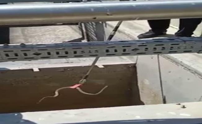 Su arıtma tesisine giren yılan yakalandı