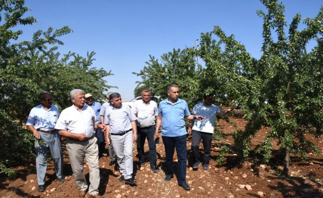 Vali Çuhadar, 1 milyon sertifikalı meyve fidanı üretimi yapılan köye ziyaret etti